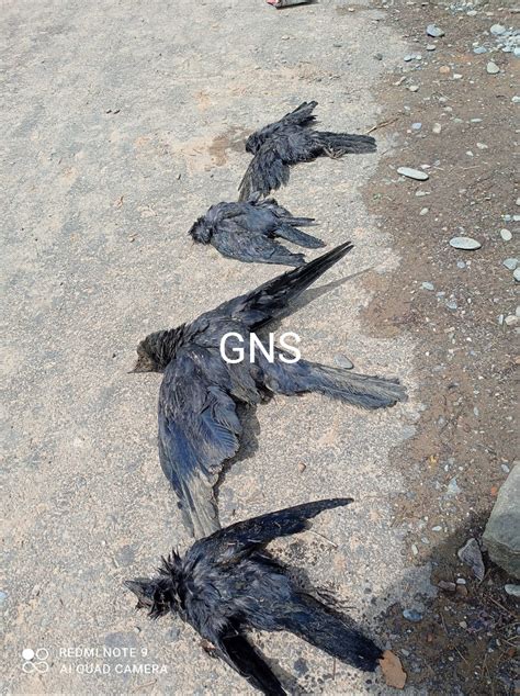 Bird Flu Scare Scores Of Crows Found Dead In Kupwara Village Carcasses Of Several Foxes Also