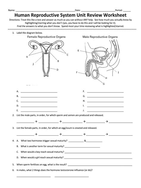 Reproductive System Activity Worksheets