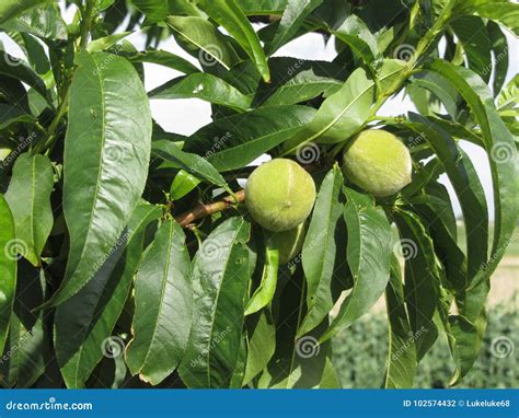 Two Unripe Green Peaches Hanging On A Peach Tree Tuscany Italy Stock