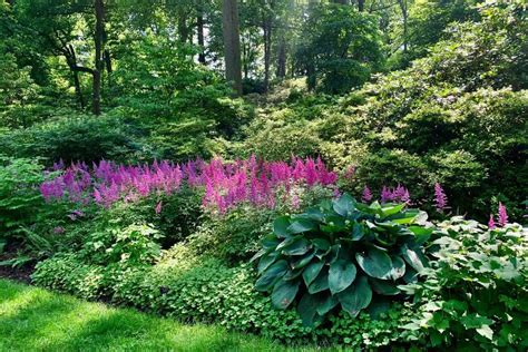 Hosta And Astilbe Garden Creating Your Perfect Shade Oasis