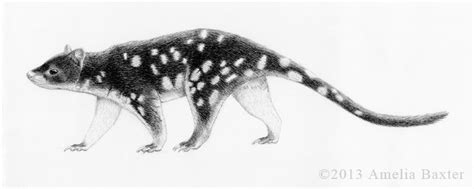 Quoll Drawing By Amelia Baxter On Deviantart