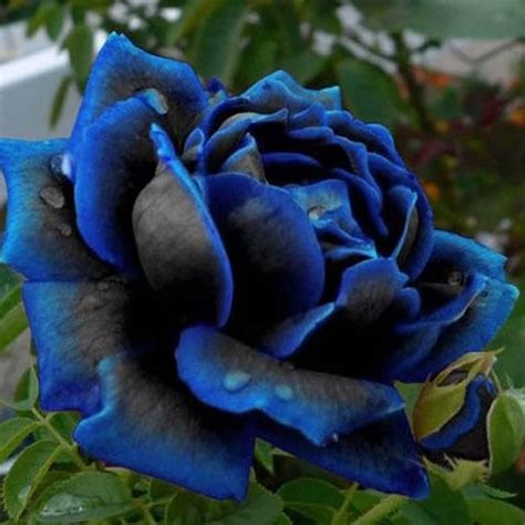 Rare Black Blue Rose Seeds