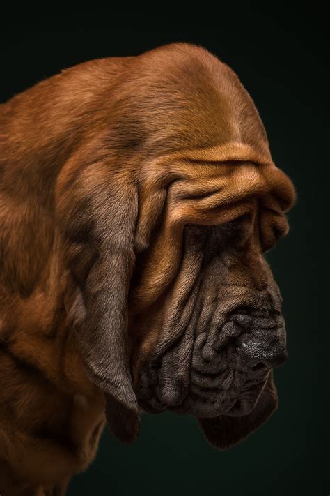 Explore The Amazing World Of Dog Breeds Through Our Series Of