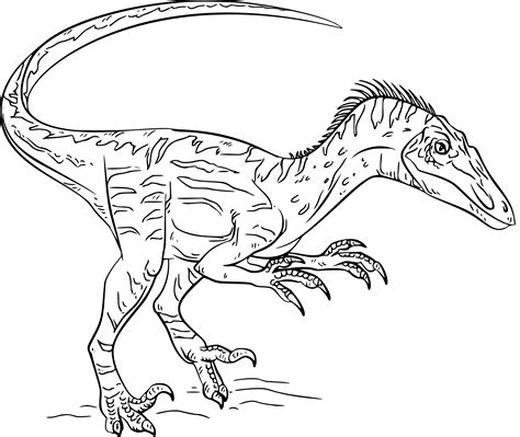 Coloriage Dinosaure Velociraptor Gratuit à Imprimer