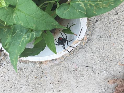 Black Widow In Virginia Spiders