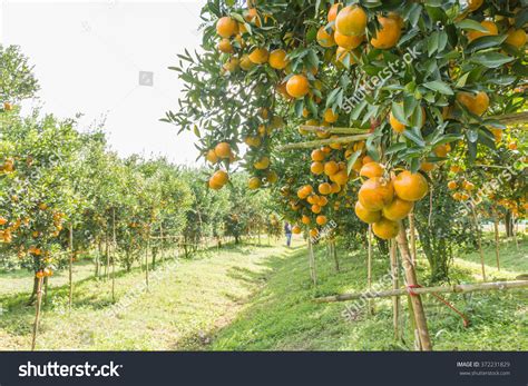 Orange Orchard Northern Thailand Stock Photo 372231829 Shutterstock