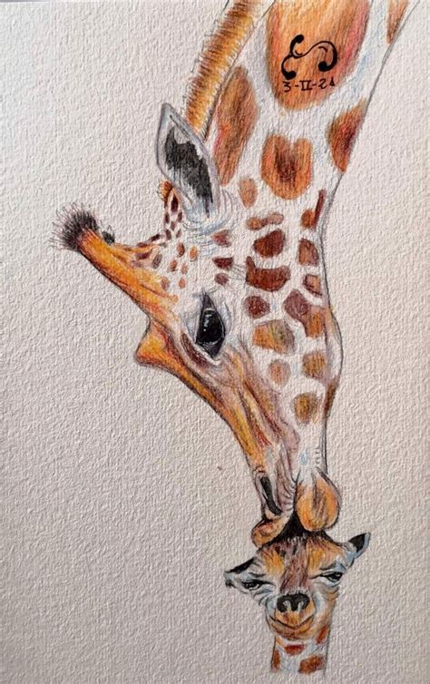 Cute Giraffe Drawing Giraffe Painting Giraffe Art Giraffes Canvas