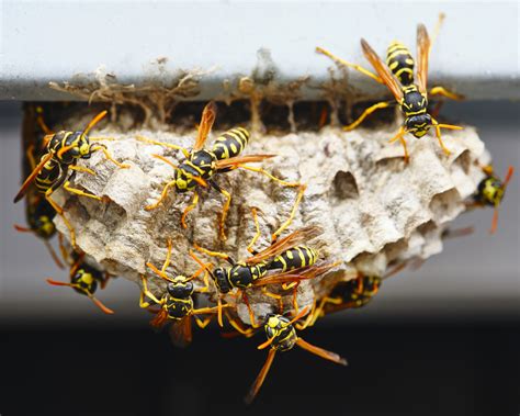 How To Keep Pesky Wasps Away Franklin Pest Solutions