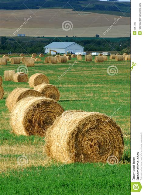 Farm With Straw Piles Stock Photo Image Of Countryside 6367282