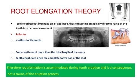 486 Theories Of Tooth Eruption