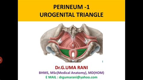 Perineum 1urogenital Triangle Youtube