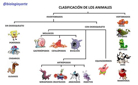 Clasificacion Del Reino Animal Flashcards Images And Photos Finder