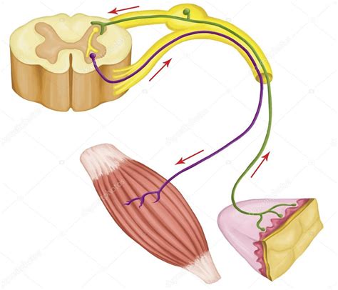 Somatic Motor Reflex Somatic Nervous System Peripheral Nervous System