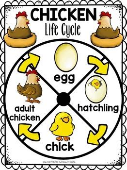The chicken or the egg? Chicken Life Cycle Interactive Wheel Craft FREEBIE! by ...