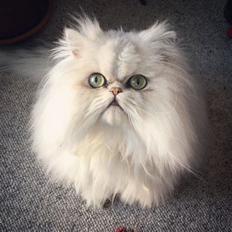 11 Pawsitively Stunning Persian Cats Cat Breeds Popular Cat Breeds