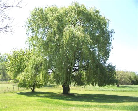 Weeping Willow Free Stock Photo Public Domain Pictures
