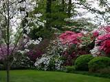 Photos of Tall Flowering Shrubs For Privacy