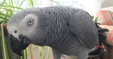 What To Feed African Grey Parrots An African Grey Parrot Diet Guide