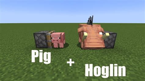 Pig Hoglin Youtube