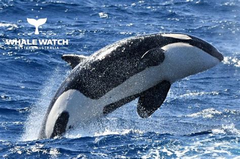 Best Bremer Bay Orca Experience Whale Watch Western Australia