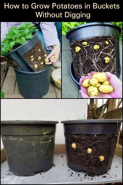 How To Grow Potatoes In Buckets Without Digging Growing Potatoes