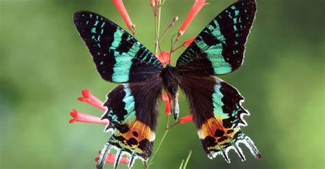 10 Most Beautiful Moths In The World A Z Animals