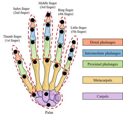 Hand Skeleton Anatomy