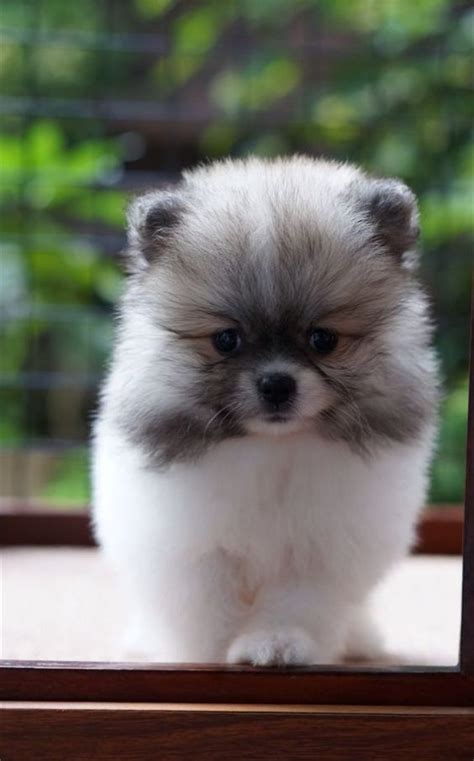 To find out if the breeder you are transacting with can be trusted, you should always be able to look up their background and credibility. Interesting Teacup Pomsky Facts & Why You Need One - Pomsky