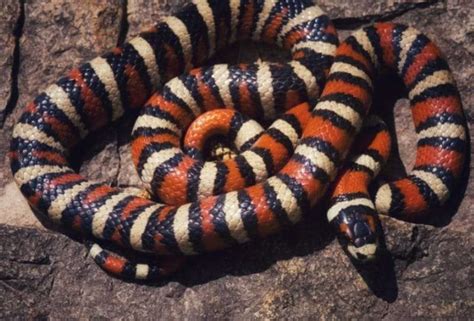 Identifying 20 Snakes That Are Red Black And White In 2024 Updated