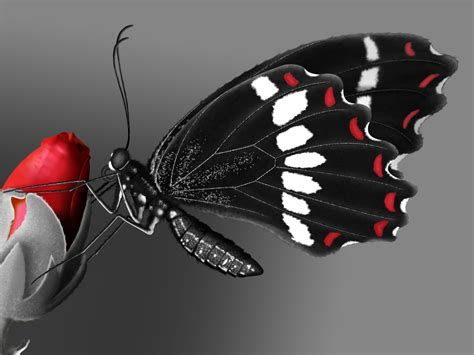 Digital Arts Butterfly Digital Painting
