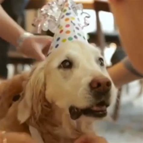 Last Surviving 911 Rescue Dog Gets Sweet 16 Party