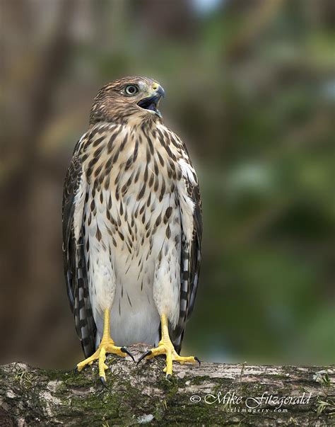 Juvenile Coopers Hawk Photograph By Mike Fitzgerald