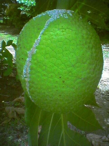 Pana De Pepita Just Like A Breadfruit On The Outside But Flickr