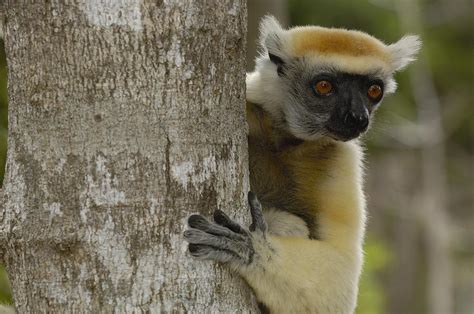 Golden Crowned Sifaka Propithecus Photograph By Pete Oxford Pixels