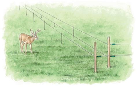 Electric Fence Deer How To Use Electric Fencing To Secure Your