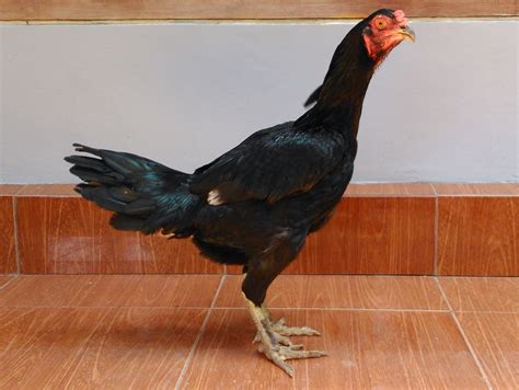 Gambar kartun ayam jantan template psd png vektor download gratis pikbest from pic.pikbest.com. Top Gambar Kartun Ayam Laga | Kolek Gambar
