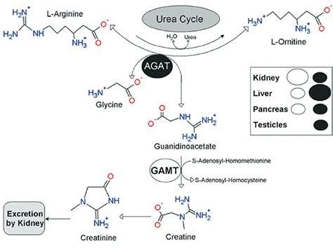 Creatine Synthesis And Degradation Software Advanced Chemistry