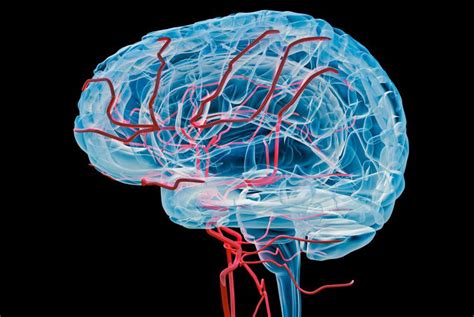 Modeling The Blood Vessels Of The Brain Top Neurosurgeons In Mexico