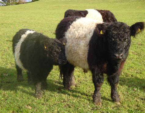 Das galloway men eau de parfum spray aus dem hause parfums de marly ist ein duft aus dem jahr 2013, von dem auch praktische parfumproben vorhanden sind, mit denen sie sich einen ersten. Steigerhof - Galloway