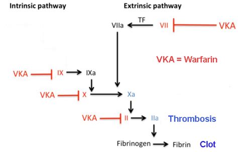 Vitamin K Calcification And Gla Proteins Dr Philip Lee Miller