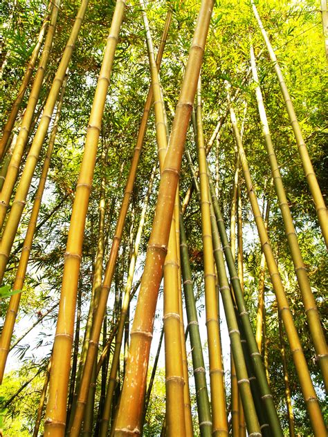 Free Photo Bamboo Tree During Daytime Asia Leaf Tropical Free