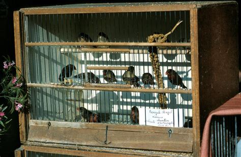 Birds In Cage At Bird Market On Ile De La Cite Paris In France Stock