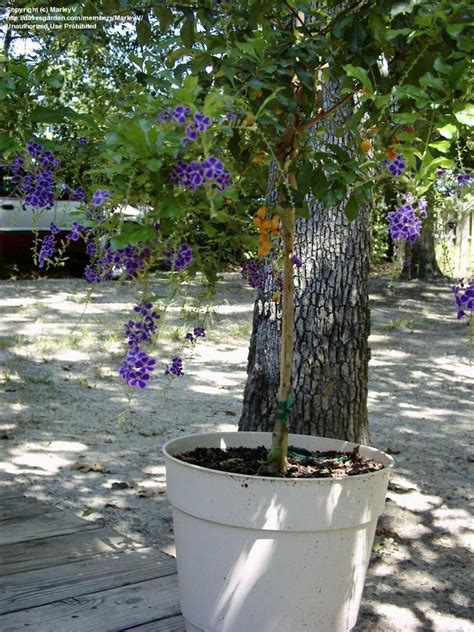 It is considered an invasive species in several countries including australia, china and south africa. PlantFiles Pictures: Duranta, Golden Dew Drop, Pigeon ...