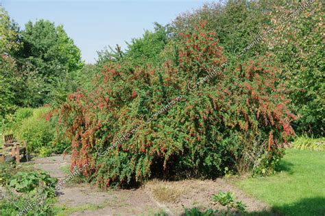 Maybe you would like to learn more about one of these? Барбарис - посадка и уход за растением, фото - Greeninfo.ru