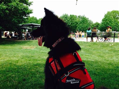 Thanks to the curled hair ends, the haircut embraces your face beautifully. Black Long Hair, German Shepherd Search and Rescue K9 Unit ...