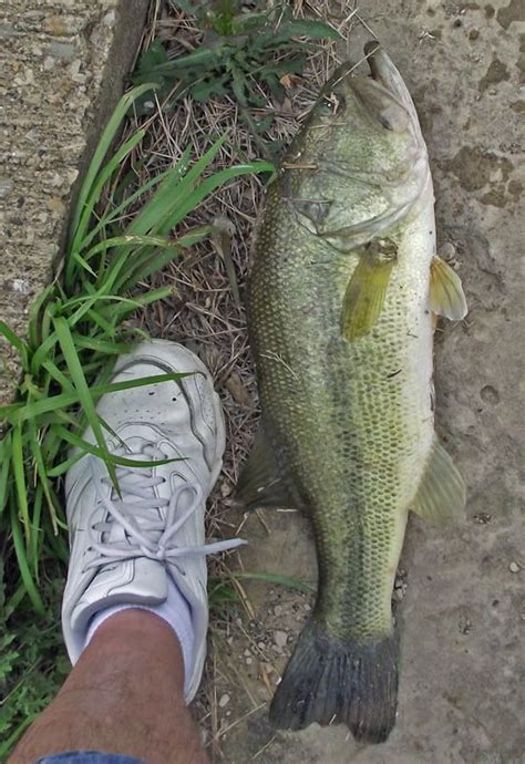 Since texas parks and wildlife staff first noticed the occurrences in november, they've documented about 60 deaths among four different species of freshwater turtles in fort worth, houston and jasper. Lake Fork Texas largemouth bass get very large! | アニマルズ