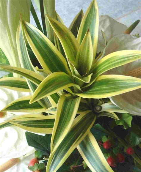 Tropical House Plants Identification Pictures Tropical House Plant Identification Photos