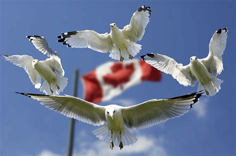 Birds Blue Canada Canadian Flag Clouds Flag Gulls Seagulls Sky