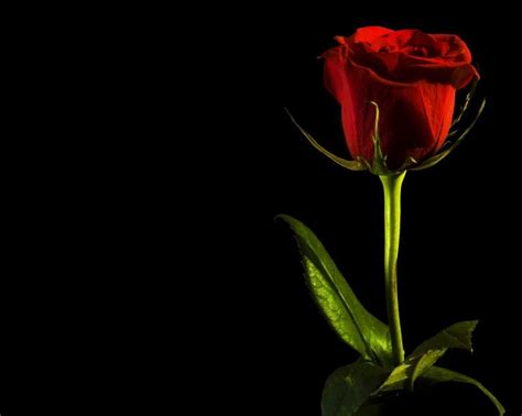 Free Stock Photo Of Red Rose On Black Red Roses Stock Photos Rose