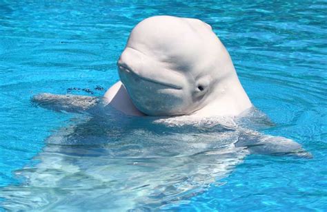 Beluga Whales Also Called White Whales Have White Skin That Is